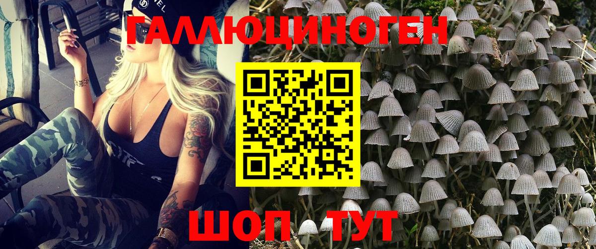 цена   Псилоцибиновые грибы Psilocybe  Вход с VPN  Сунжа  Псилоцибиновые грибы Psilocybe 